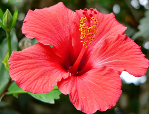 HIBISCUS