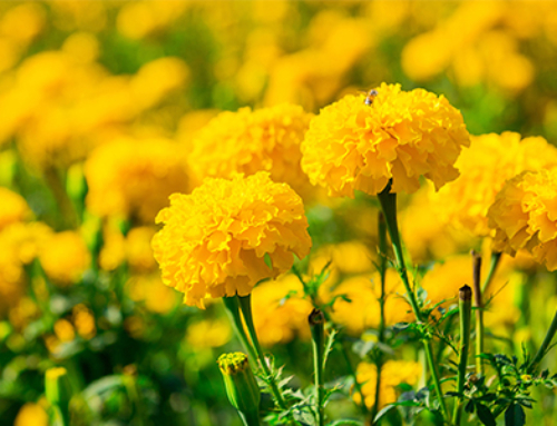 MARIGOLD
