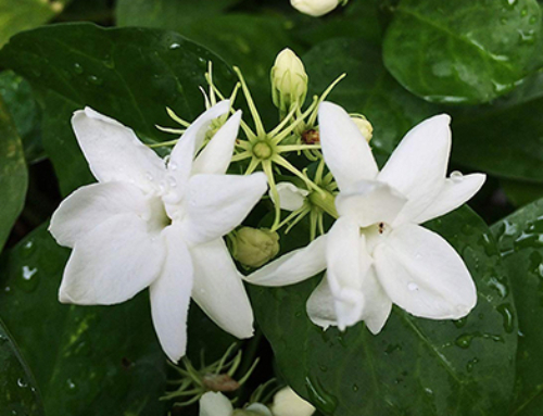 JASMINE FLOWER