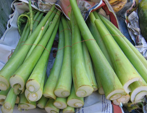 COLOCASIA STEM