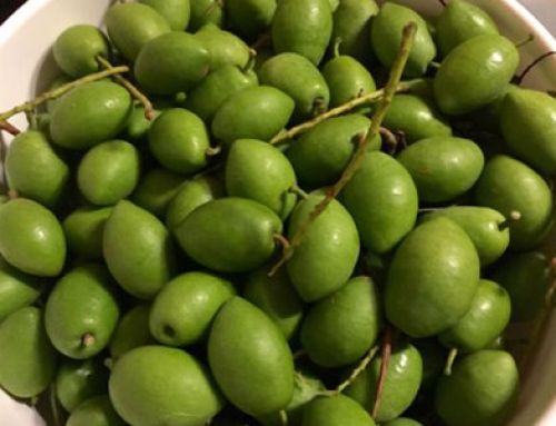 OLIVE